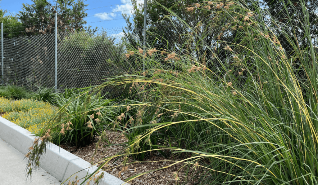 Kangaroo-Grass-In-Green-Endeavour-Garden