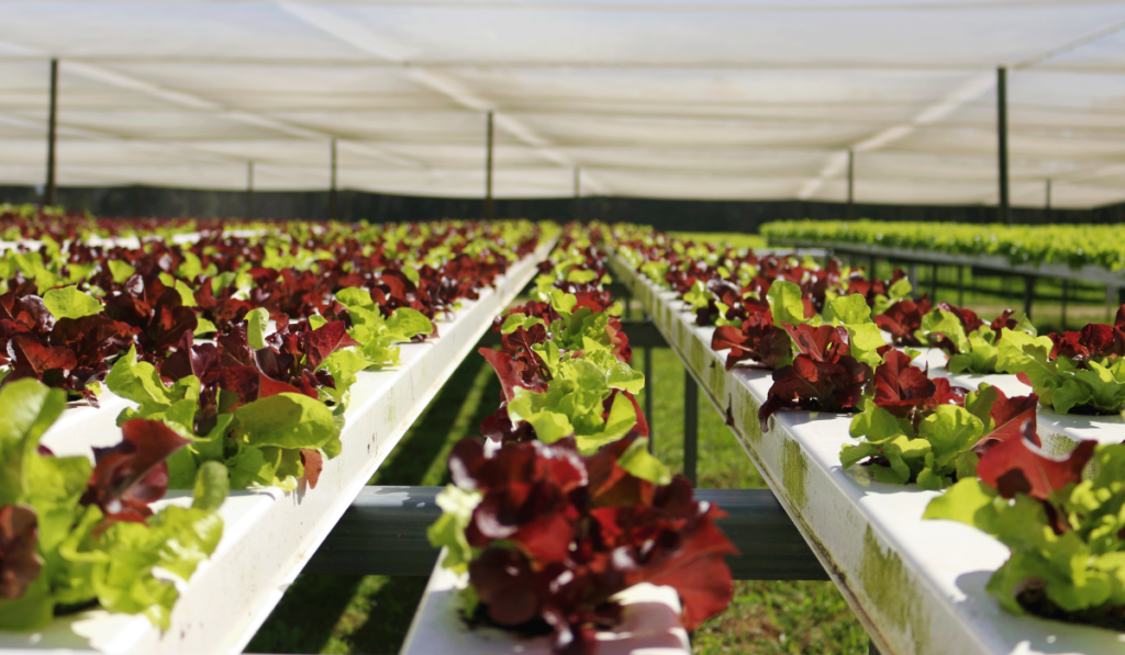 Local-Hydroponic-Lettuce-Farm-Agriculture-Innovation