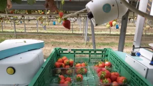 Strawberry-Picking-Robot-Arm-Agriculture-Innovation